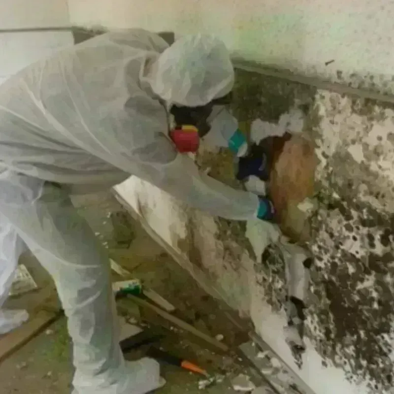 Mold Remediation and Removal in Commerce, TX